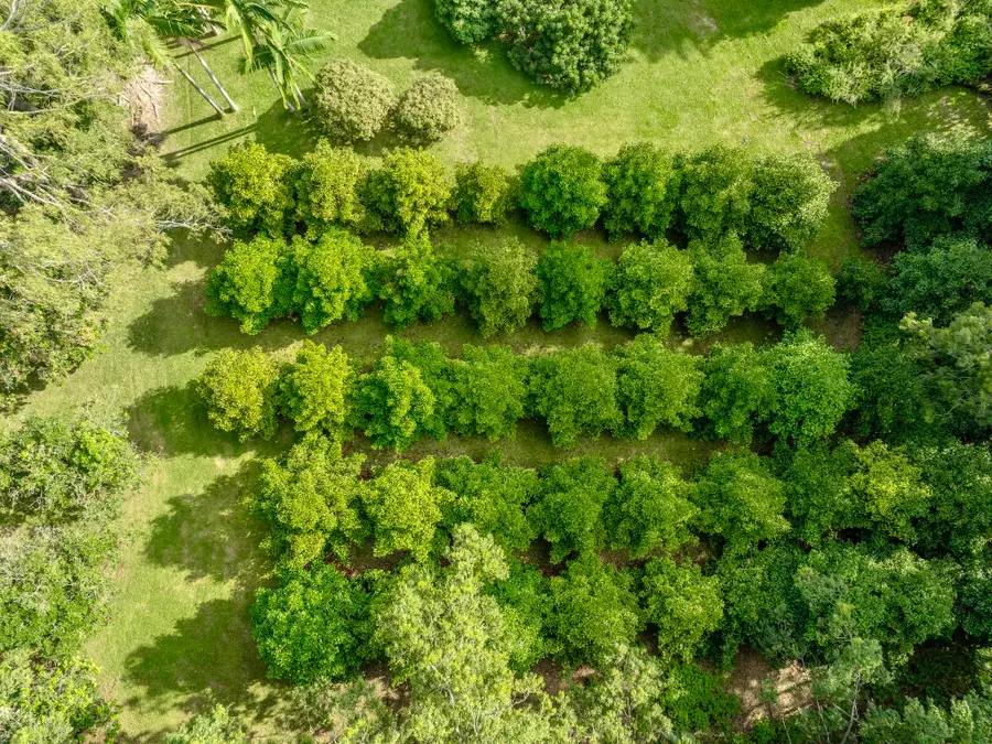 29-509 Chin Chuck Rd, Hakalau, HI 96710 - #2