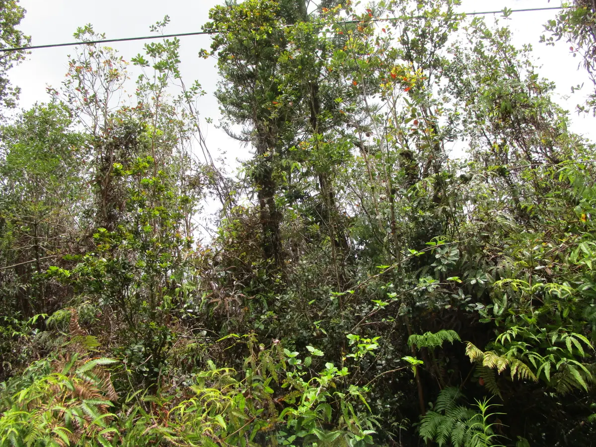 Pilo St, Mountain View, HI 96771 - #1