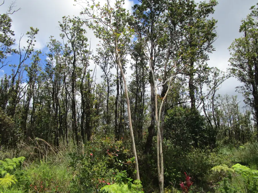 Kokokahi Rd, Volcano, HI 96785 - #2