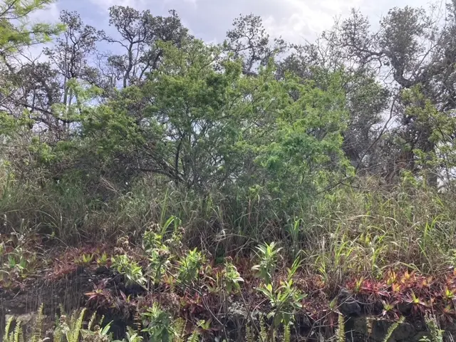 King Kamehameha Blvd, Ocean View, HI 96737 - #3