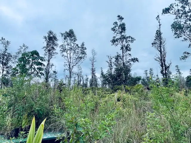 16-2030 Ao Rd, Kurtistown, HI 96760 - #3