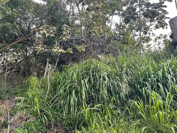 Road 5, Mountain View, HI 96771