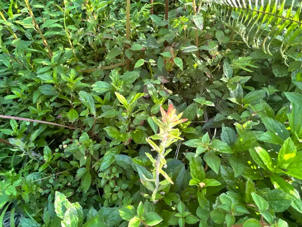 Lehua Rd, Pahoa, HI 96778