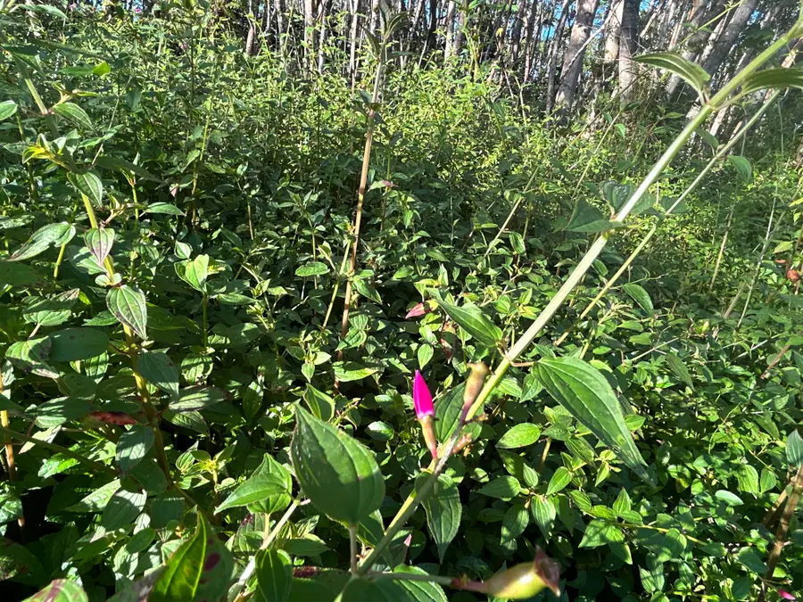 Lehua Rd, Pahoa, HI 96778 - #2