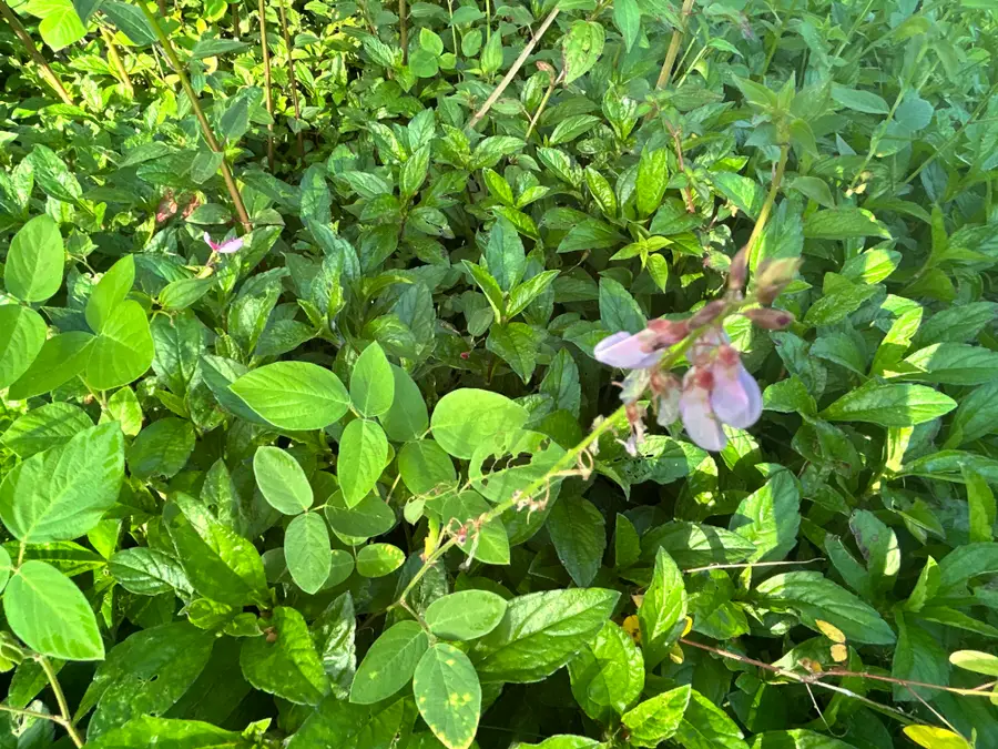 Lehua Rd, Pahoa, HI 96778 - #3