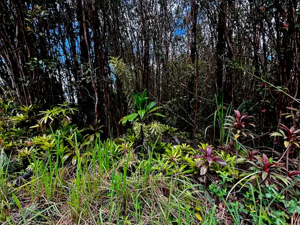 Road 1 (uhini Ana), Mountain View, HI 96771
