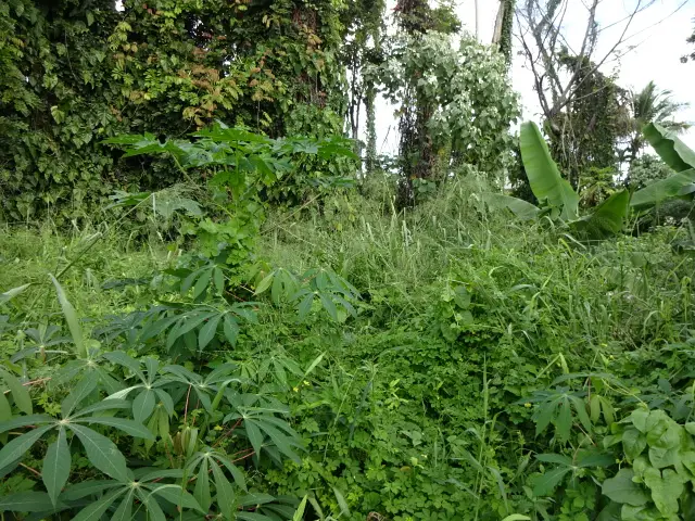 141 Manini St, Hilo, HI 96720 - #3