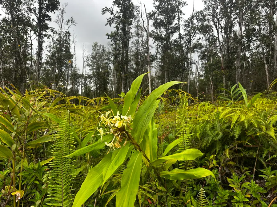 Alapai St, Pahoa, HI 96778 - #2