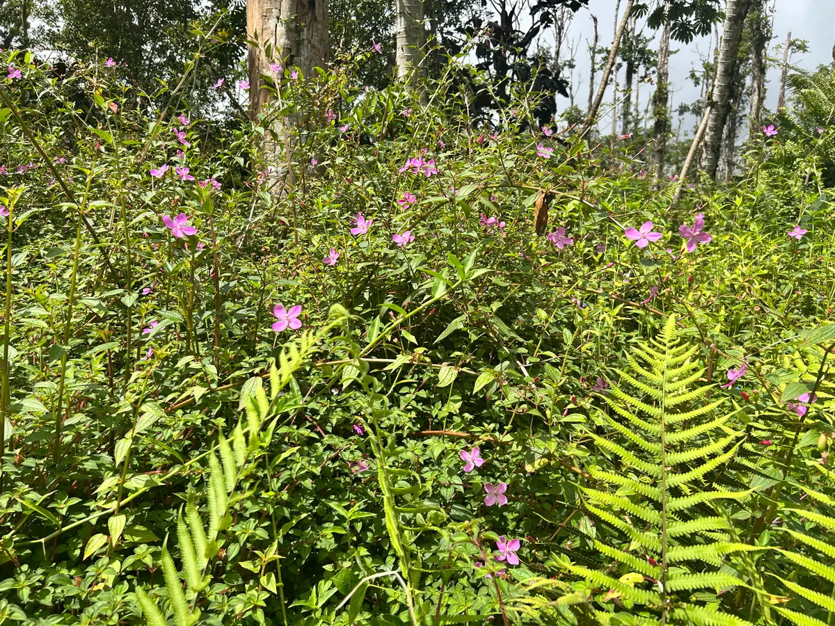 Maui Rd, Pahoa, HI 96778 - #1