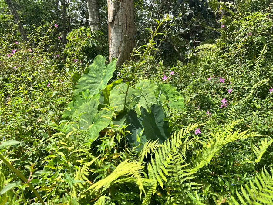 Maui Rd, Pahoa, HI 96778 - #2