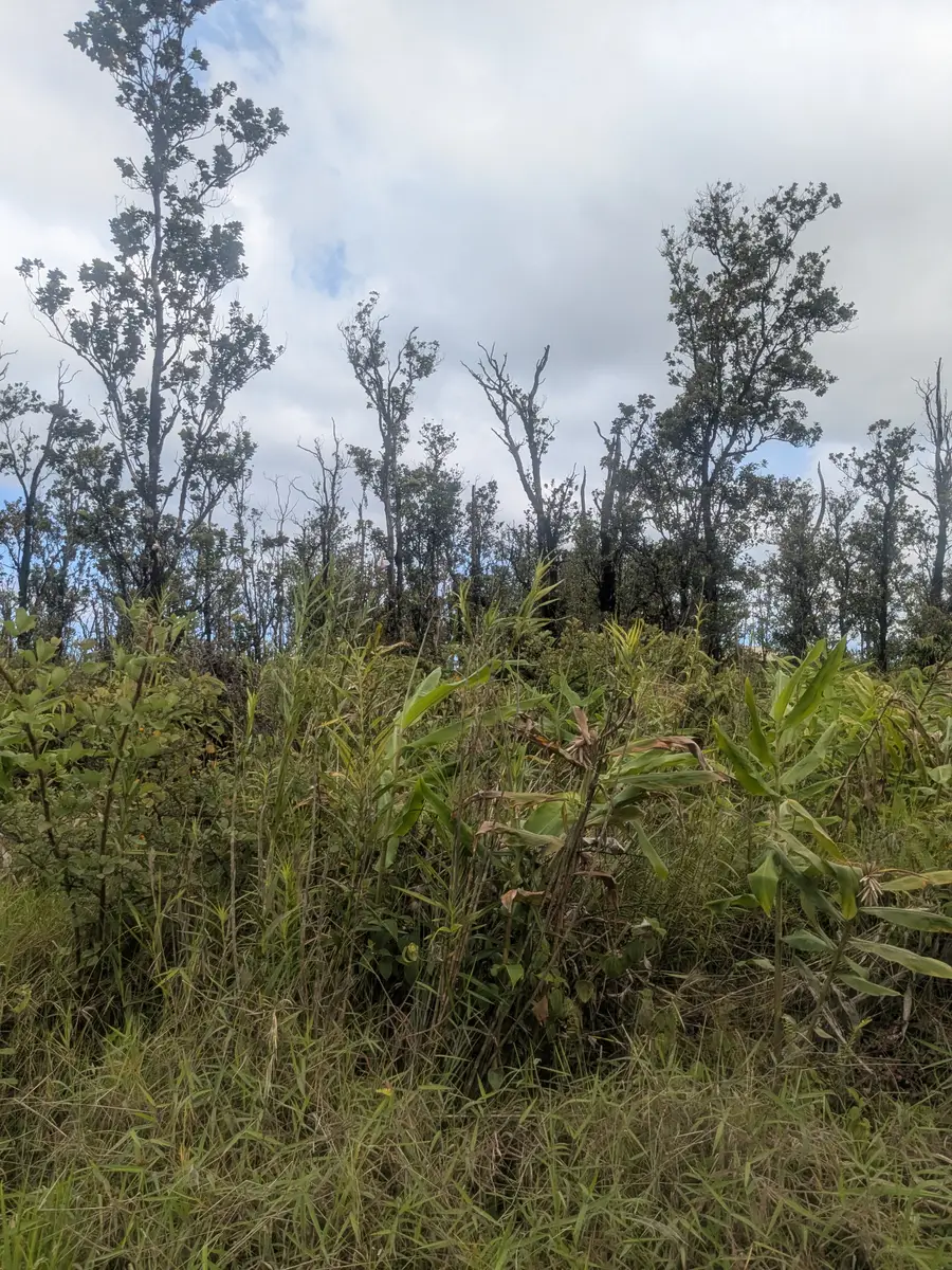 Kaleponi Dr, Volcano, HI 96785 - #3