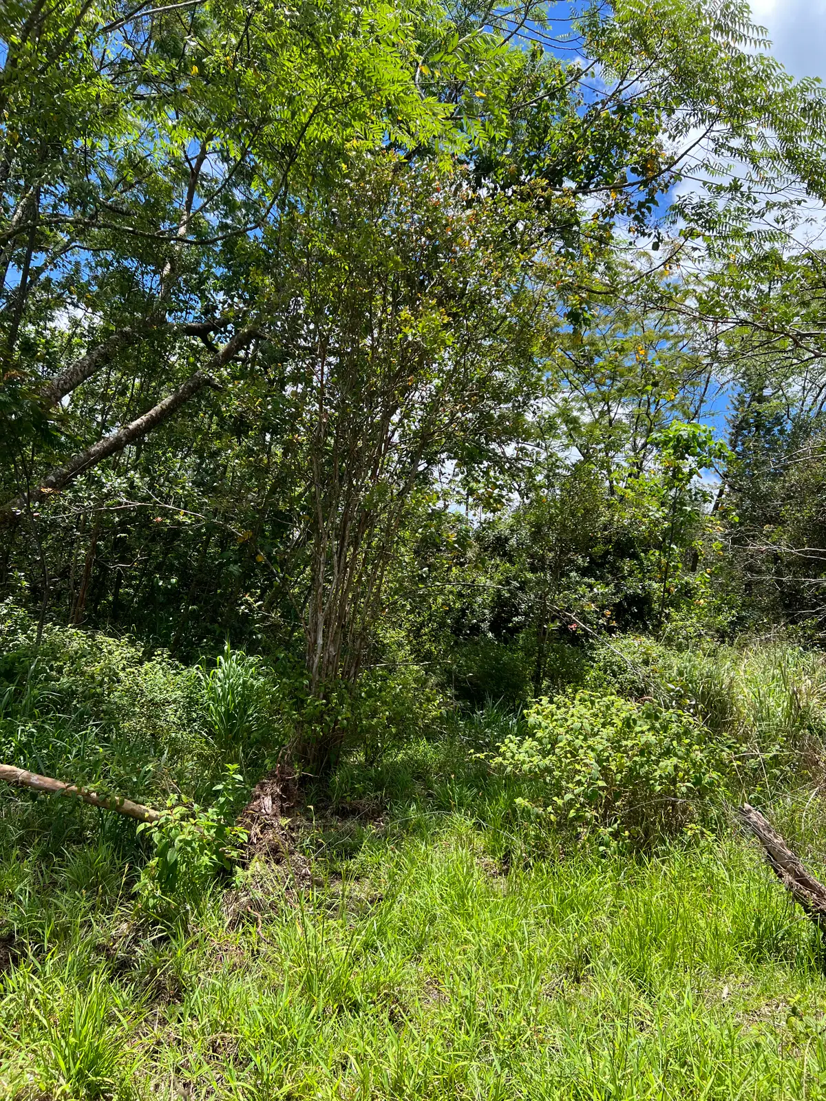 Huina Rd, Kurtistown, HI 96760 - #1