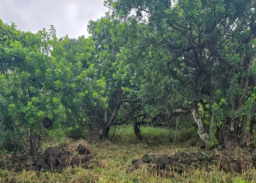 Kaalualu Rd, Naalehu, HI 96772 - #2