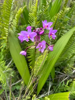 Pohakupele Lp, Pahoa, HI 96778