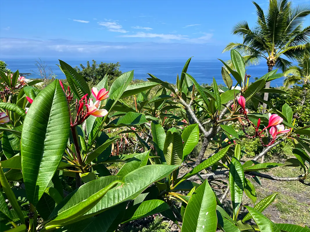 Kaohe Rd, Captain Cook, HI 96704 - #1