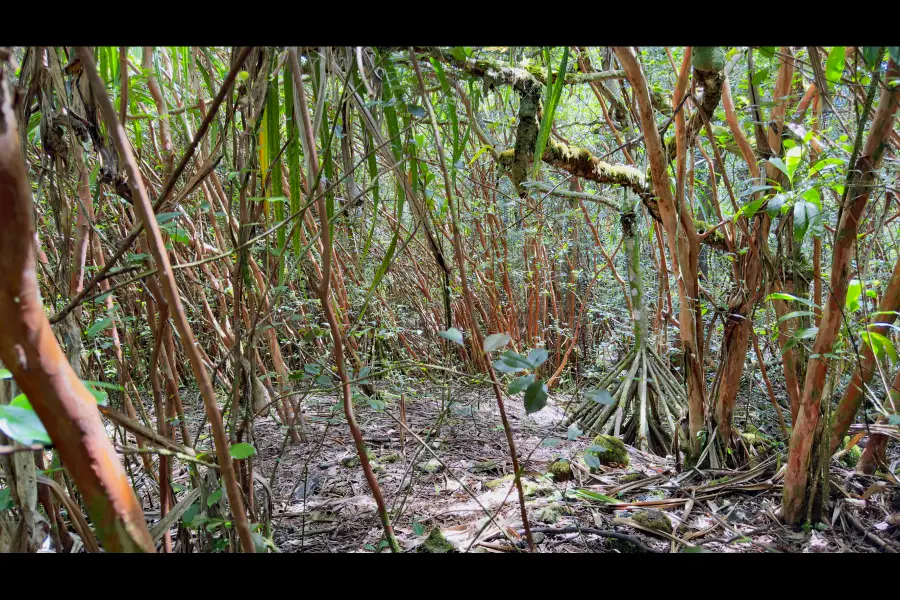 Moi St, Pahoa, HI 96778 - #2