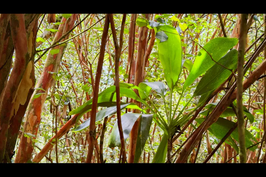 Moi St, Pahoa, HI 96778 - #3