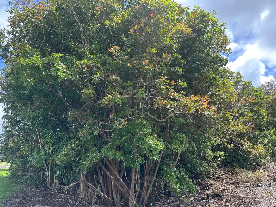 Ua Nahele St, Hilo, HI 96720 - #3