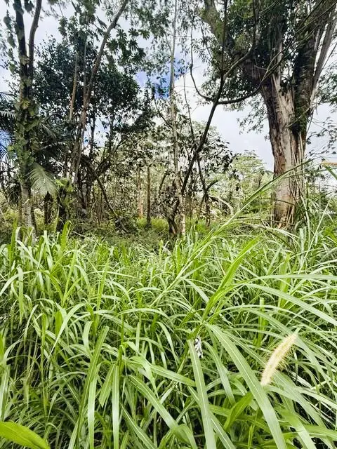 Mayzee Rd, Pahoa, HI 96778 - #2