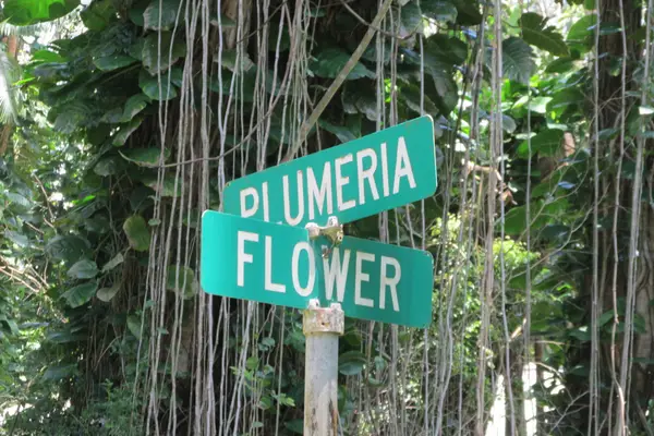 Plumeria Rd, Pahoa, HI 96778