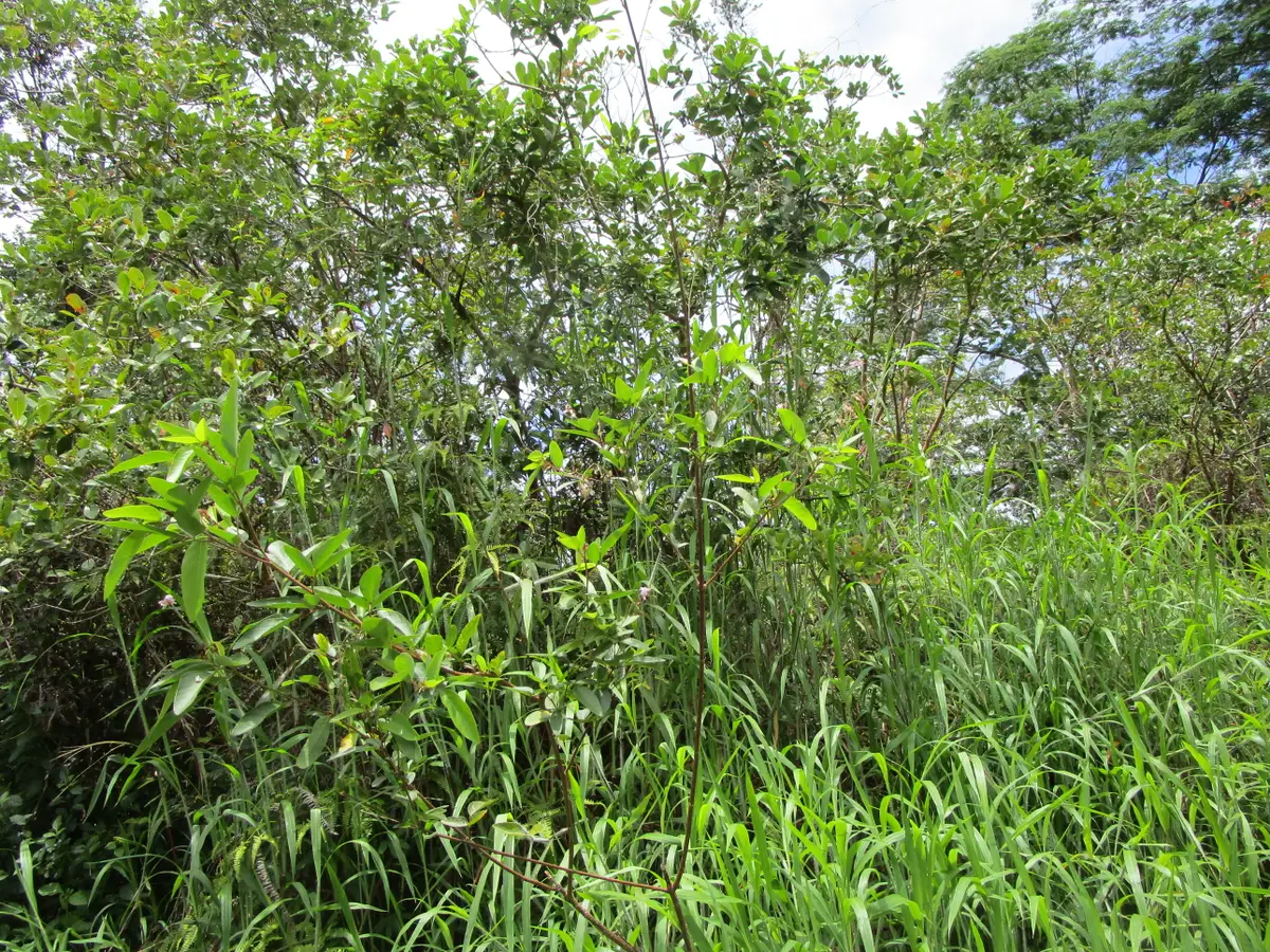 Silversword Ct, Kurtistown, HI 96760 - #1