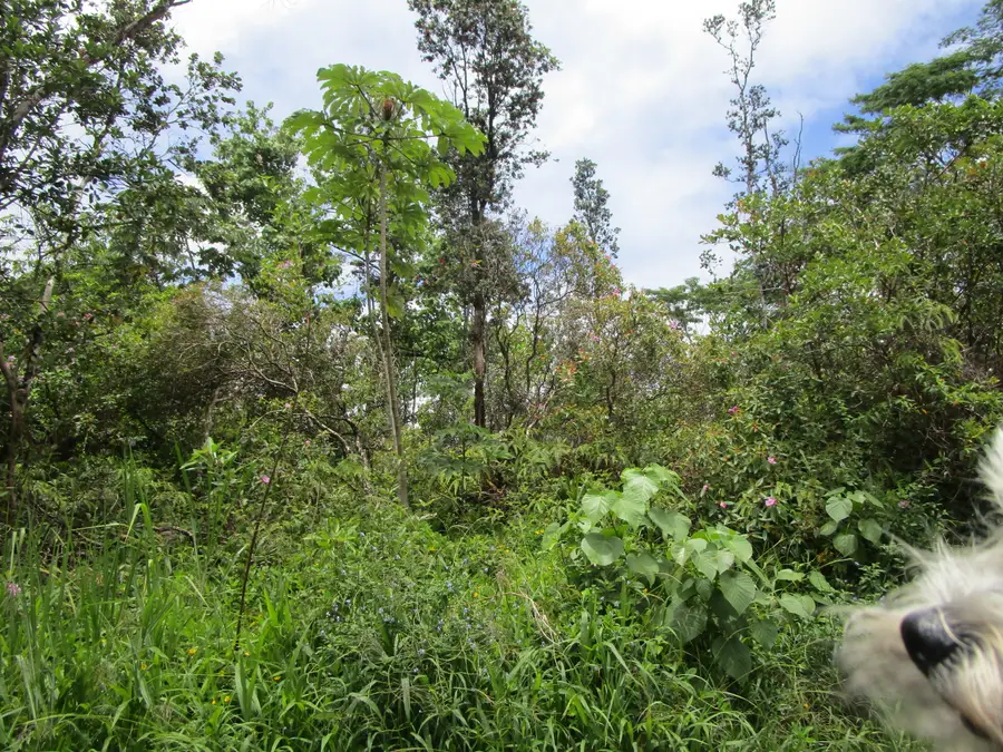 Silversword Ct, Kurtistown, HI 96760 - #2