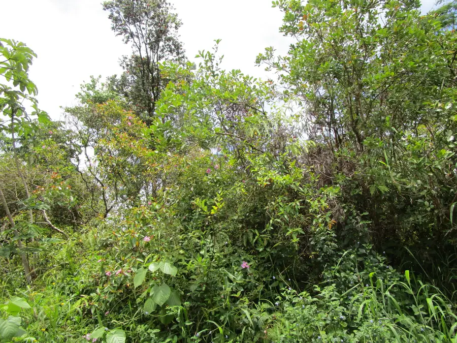Silversword Ct, Kurtistown, HI 96760 - #3