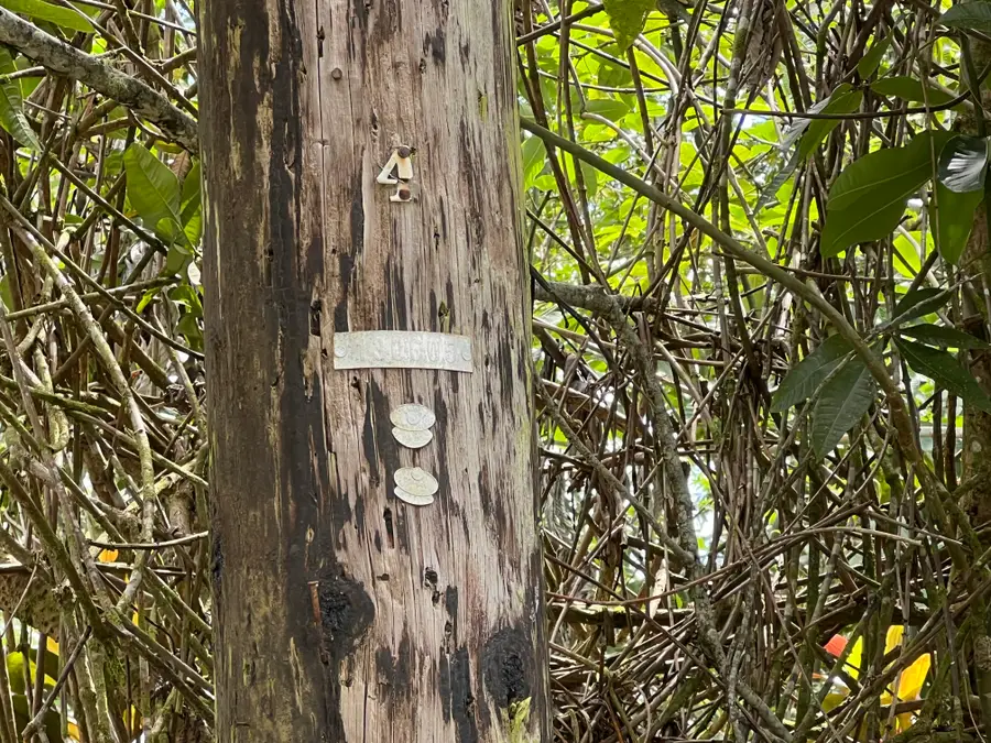 Tiki Rd, Kurtistown, HI 96760 - #3