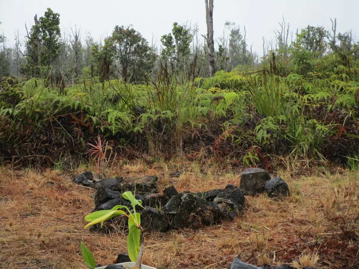 Omeka Rd, Volcano, HI 96785 - #1
