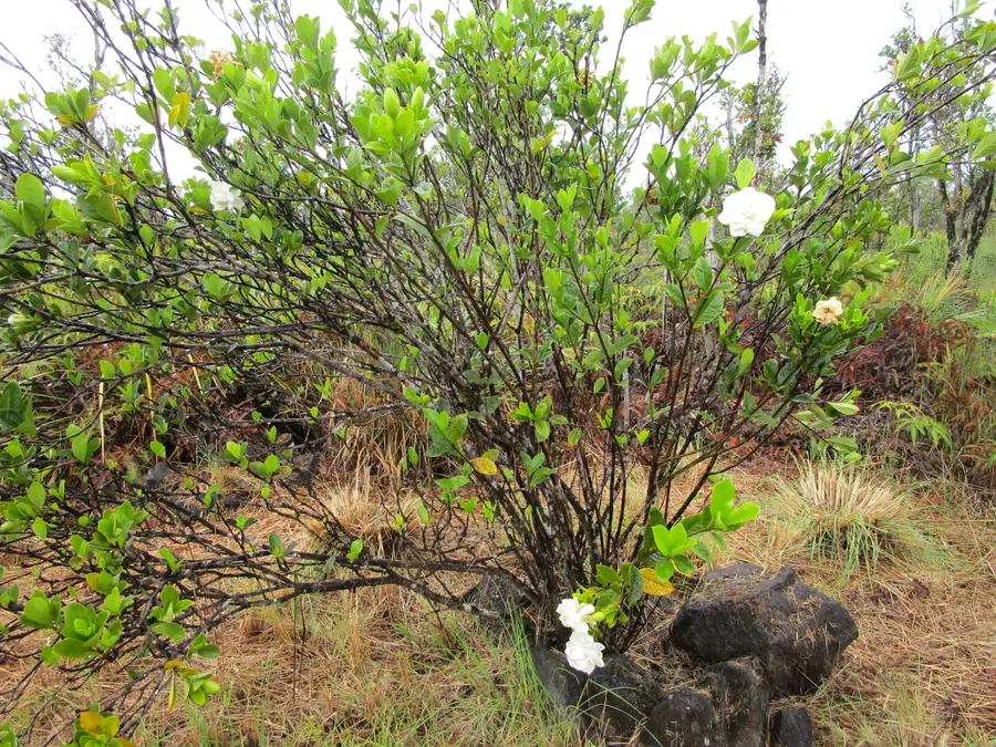 Omeka Rd, Volcano, HI 96785 - #2