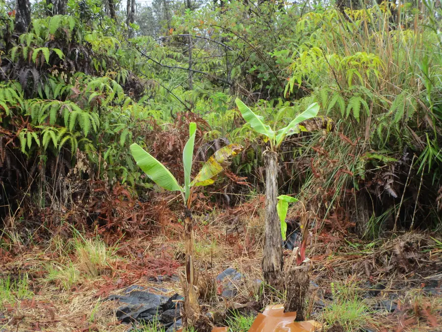 Omeka Rd, Volcano, HI 96785 - #3