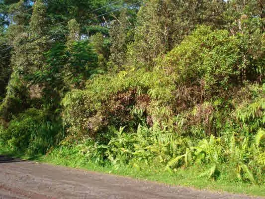 Mayzee Rd, Pahoa, HI 96778 - #2