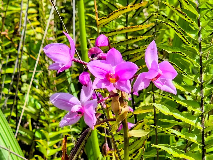 Pohoiki Kalapana Rd, Pahoa, HI 96778 - #2