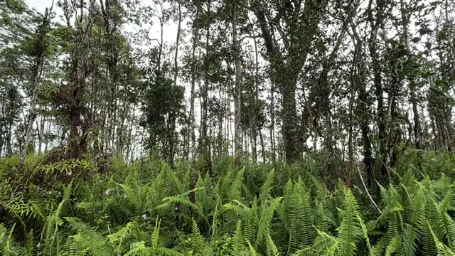 Puna Rd, Pahoa, HI 96778 - #2