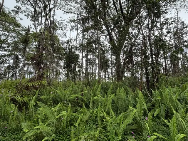 Puna Rd, Pahoa, HI 96778 - #3