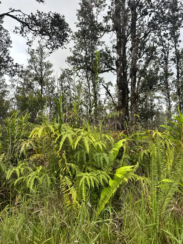 Road 5 (uau), Mountain View, HI 96760