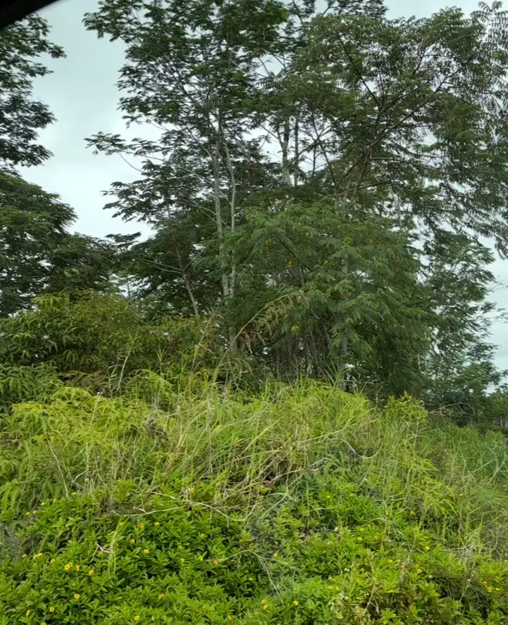 Hapuu Dr, Pahoa, HI 96778 - #3