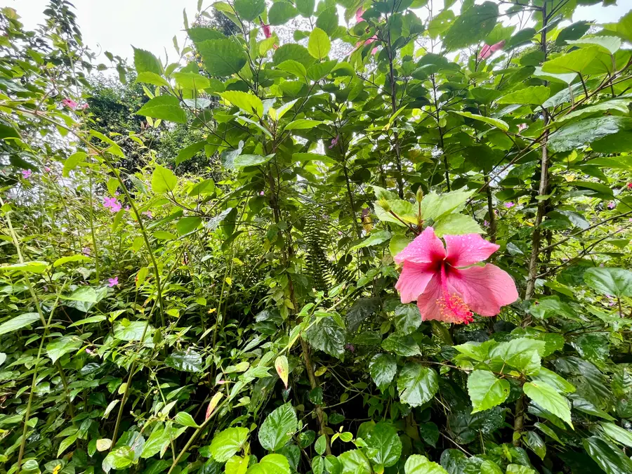 Lehua Rd, Pahoa, HI 96778 - #3