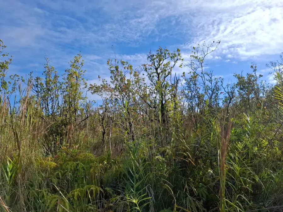 Noe Kuahiwi Rd, Volcano, HI 96785 - #2