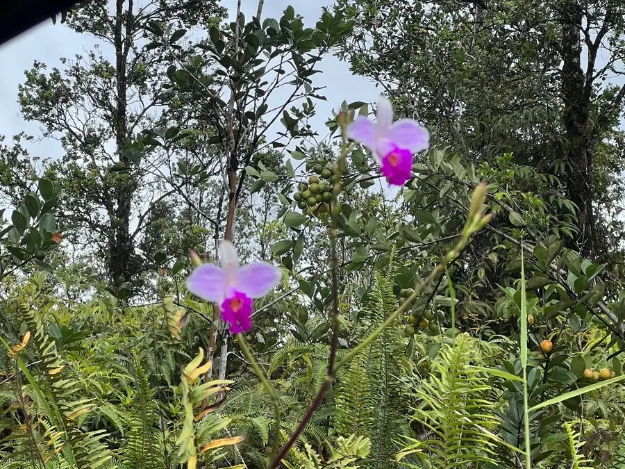 Road 1 (uhini Ana), Hawaiian Acres, HI 96760 - #3
