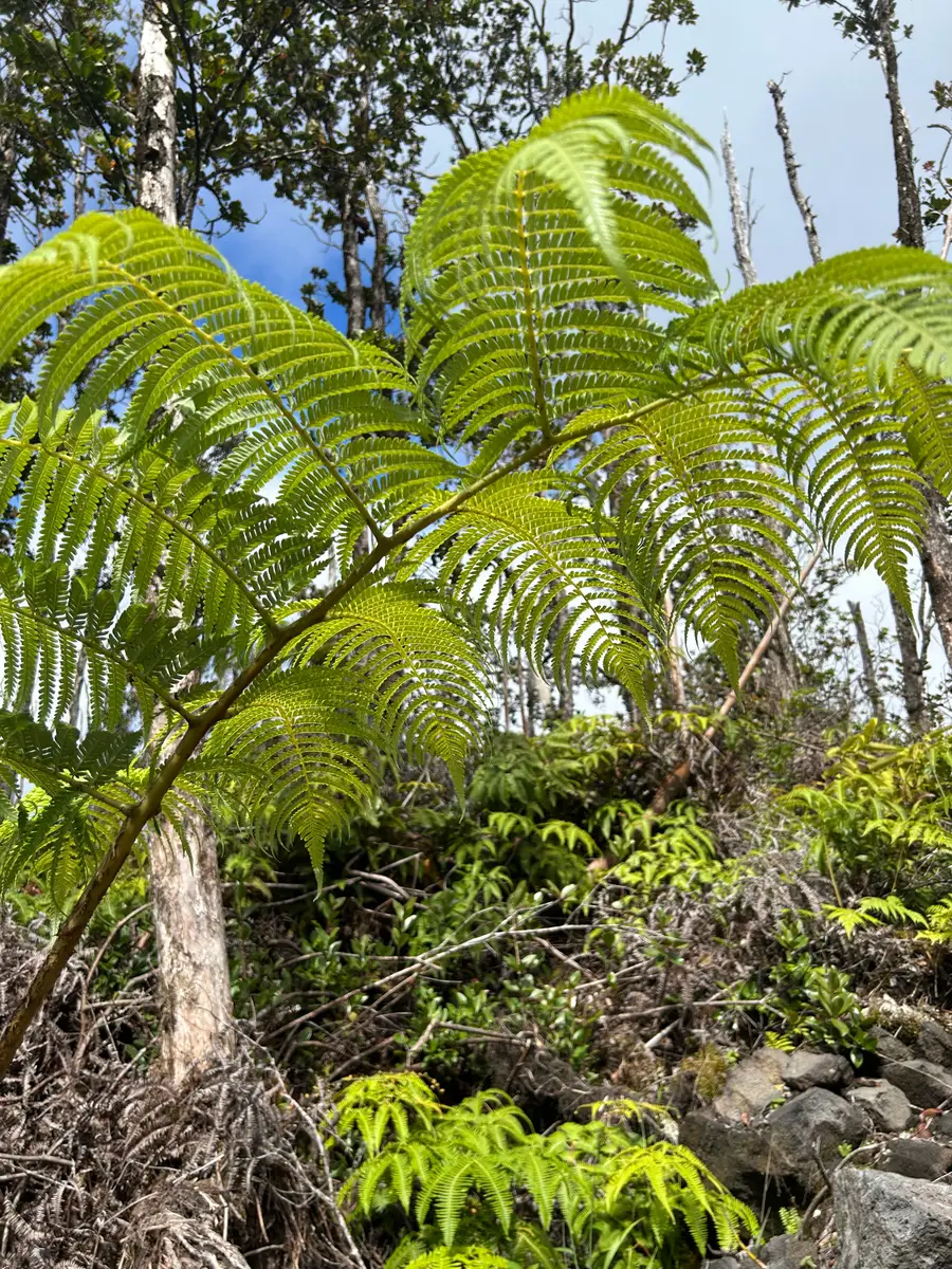 Noe Kuahiwi Rd, Volcano, HI 96785 - #3