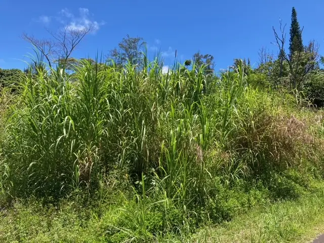 N Lalakea St, Pahoa, HI 96778 - #2