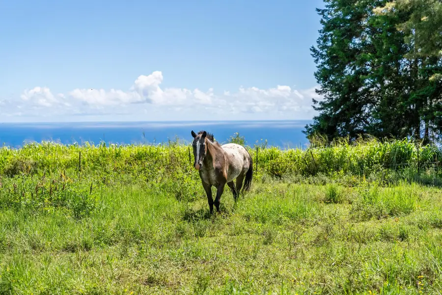 Spencer Rd, Laupahoehoe, HI 96764 - #3