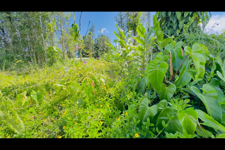 Uilani Dr, Pahoa, HI 96778 - #2