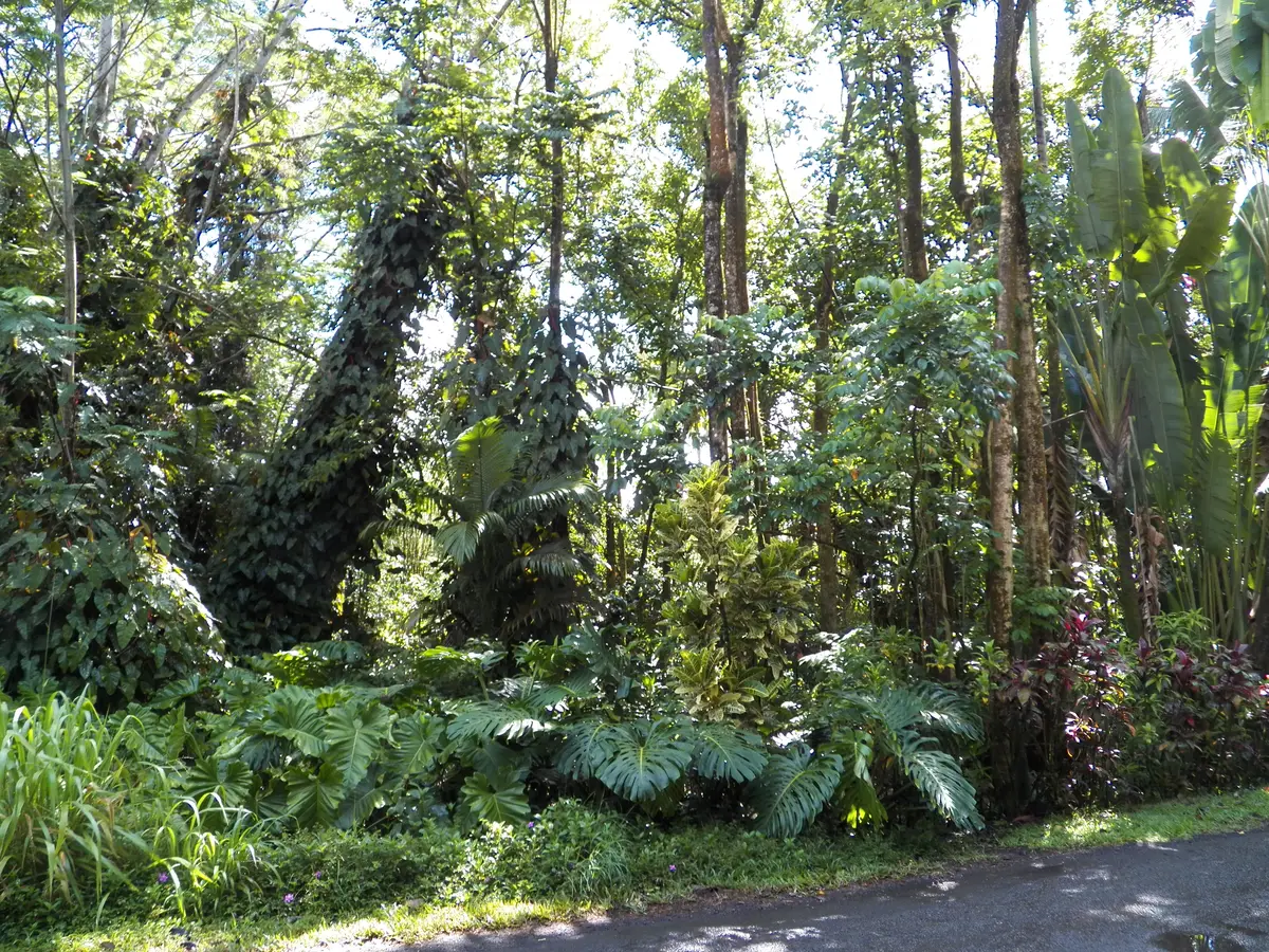 25th Ave, Keaau, HI 96749 - #1