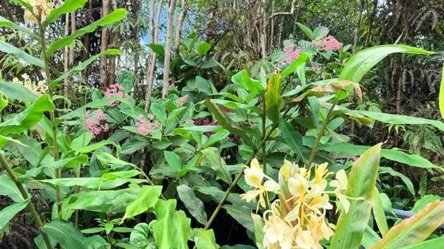16-1570 Road 4 (io Kea), Kurtistown, HI 96760 - #3
