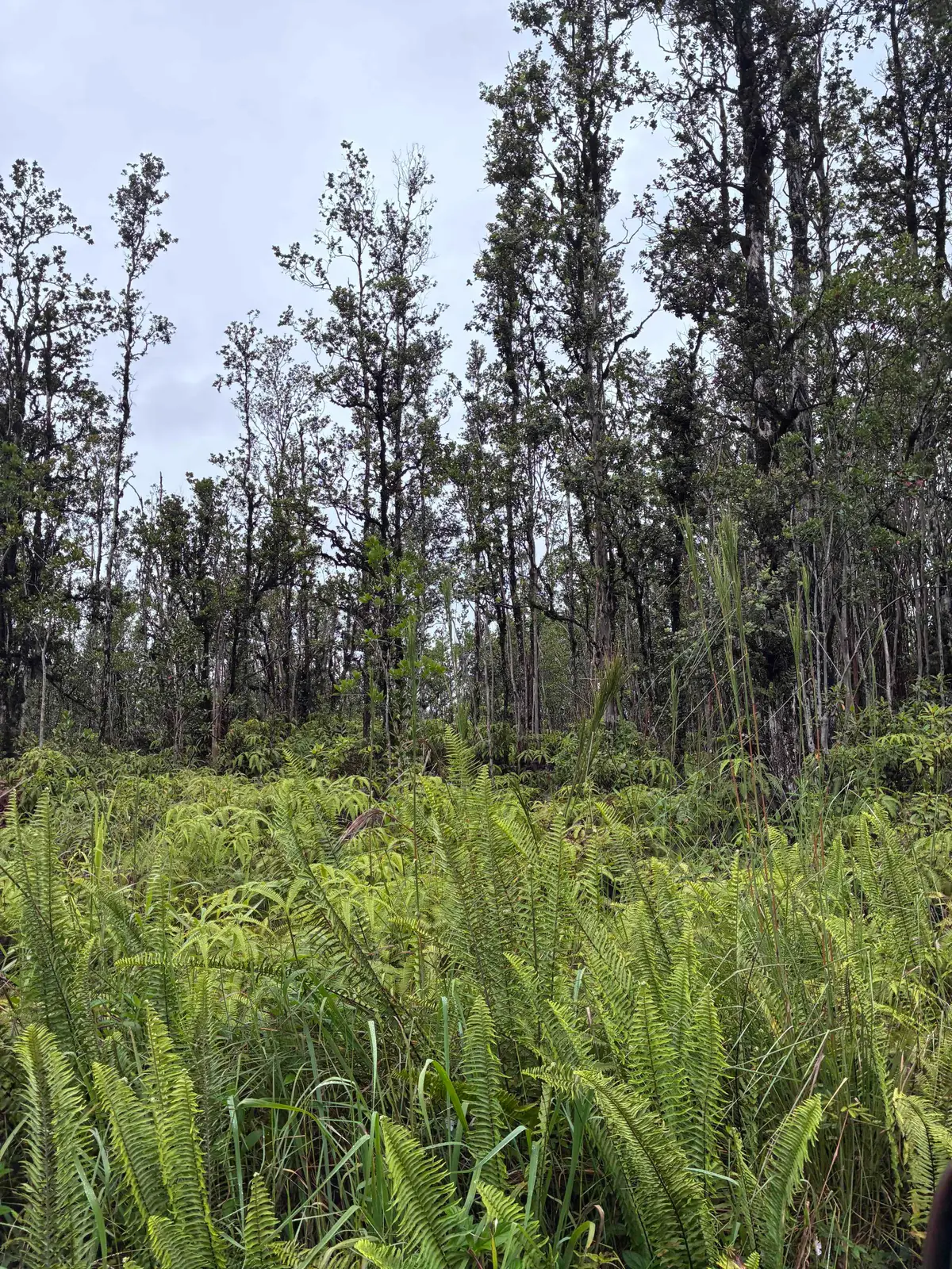 Road 5 (uau), Kurtistown, HI 96760 - #1