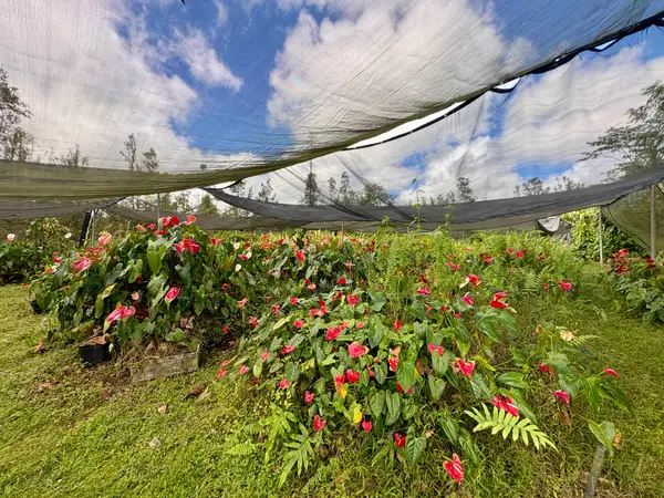 Road 3 (hopue), Mountain View, HI 96771