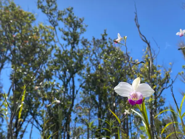 Makoa Rd, Volcano, HI 96785