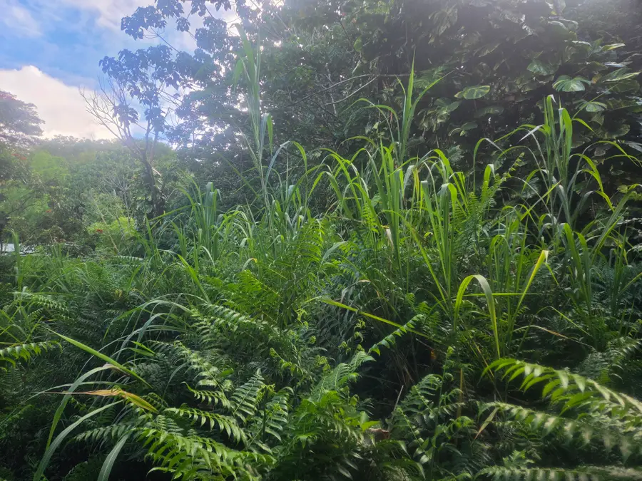 Kekauonohe St, Pahoa, HI 96778 - #2